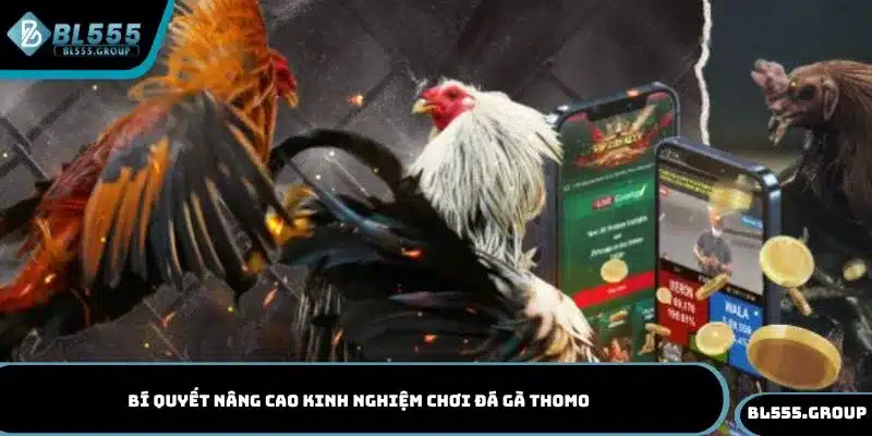 Tổng hợp các bí quyết nâng cao kinh nghiệm chơi đá gà Thomo