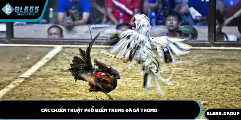 Khám phá các chiến thuật phổ biến trong đá gà Thomo cùng BL555
