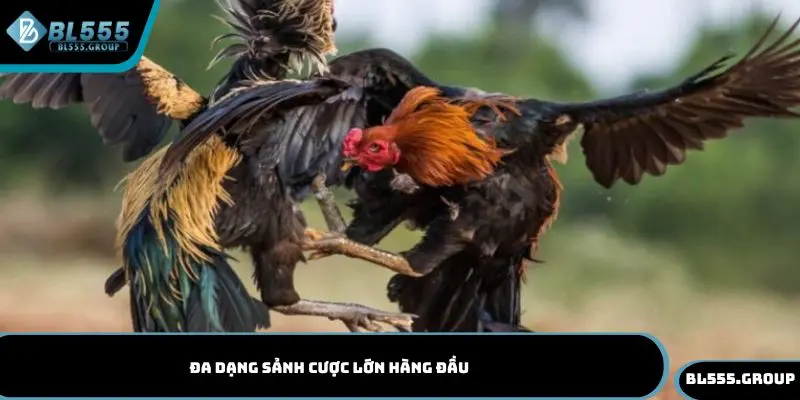 Đa dạng sảnh cược lớn hàng đầu