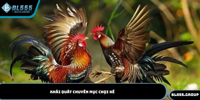 Khái quát chuyên mục chọi kê