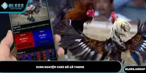 kinh nghiệm chơi đá gà thomo