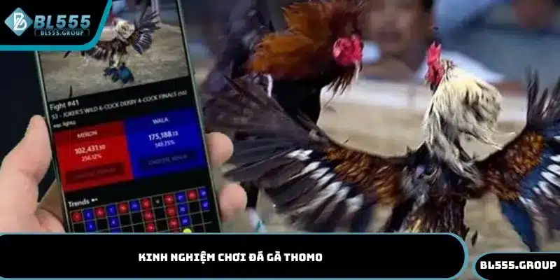 kinh nghiệm chơi đá gà thomo