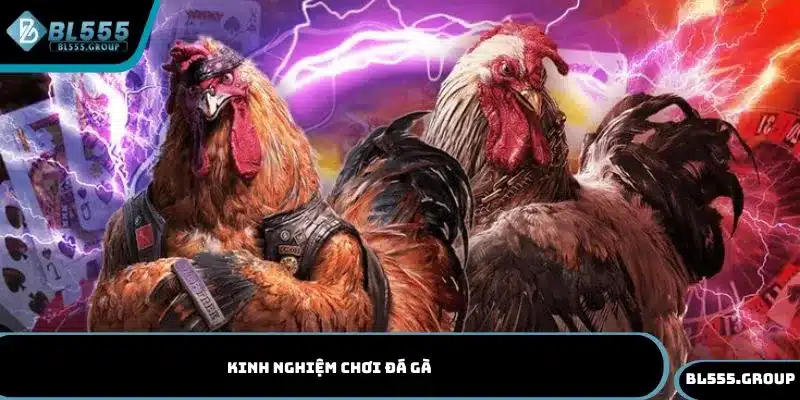 kinh nghiệm chơi đá gà