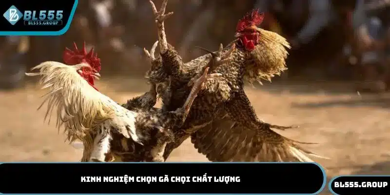 Khám phá những bí quyết chọn gà chọi chất lượng từ chuyên gia BL555
