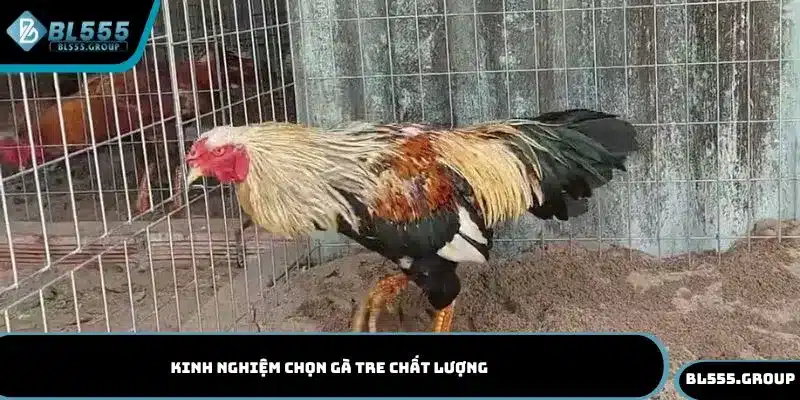 Tìm hiểu kinh nghiệm chọn gà tre chất lượng