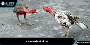 kinh nghiệm đá gà tre
