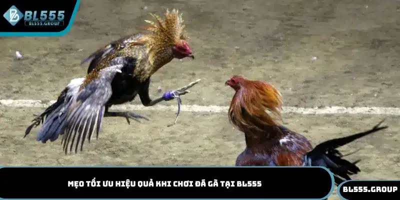 Tìm hiểu những mẹo tối ưu hiệu quả khi chơi đá gà tại BL555