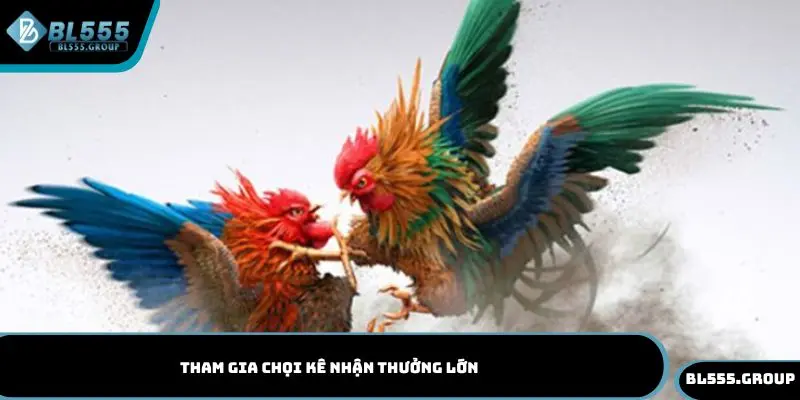 Tham gia chọi kê nhận thưởng lớn
