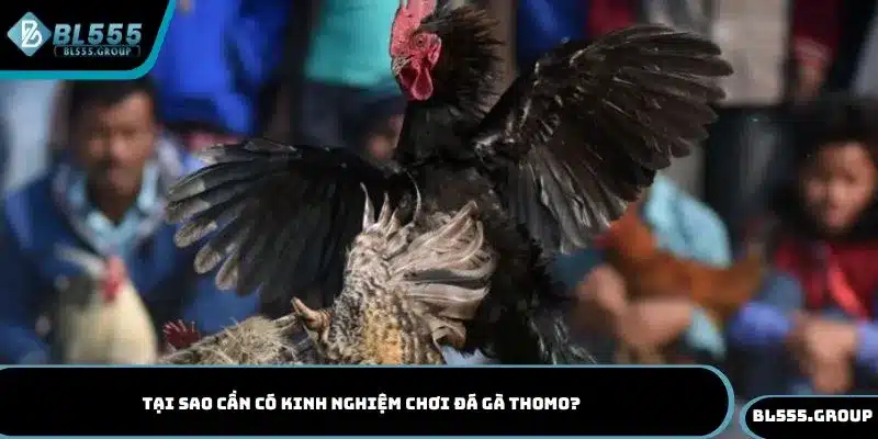 Vì sao thành viên cần có kinh nghiệm chơi đá gà Thomo?